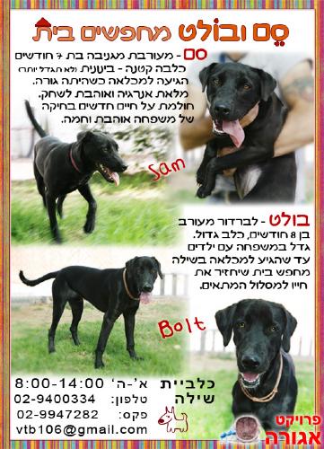 בולט וסם ומחפשים בית