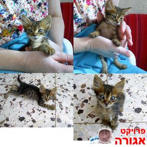 גור פיצפון ומתוק