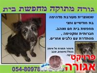 שנטי מחפשת בית - גורת כלבים