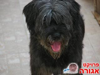 כלבה מקסימה מחפשת בית חם
