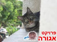 2 חתולות מחונכות לאימוץ !
