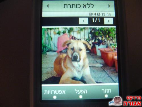 כלב רועה טורקי