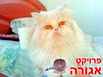 חתול פרסי