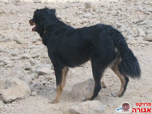 זיס