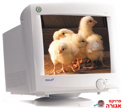 מסך 19"