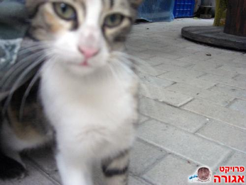 נינ-ג'ה הגורה
