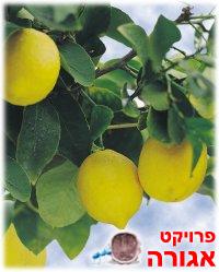קטגוריה חדשה - עודפי יבול