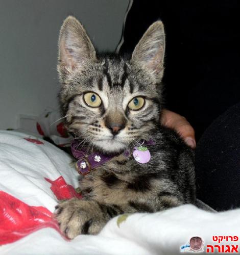 אמה המדהימה מחפשת בית
