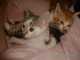 3 מדהימים מחפשים בית חם