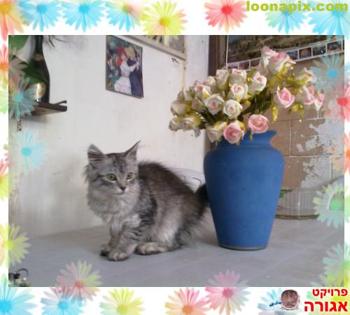 גור אנגורה מעורב מחפש בית חם