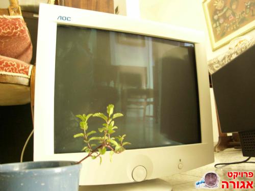 מסך 19" של AOC