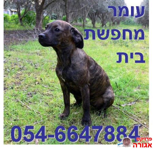 גורת תחש מעורבת מקסימה