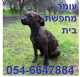 גורת תחש מעורבת מקסימה