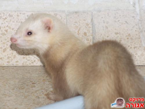 חמוסה בת חצי שנה