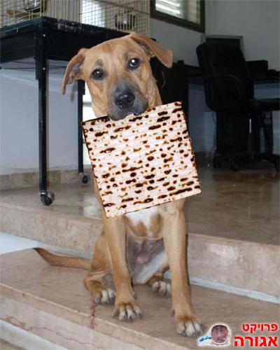 ריג'בק מעורבת צעירה מאד