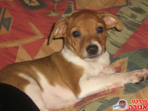 גור כלב מעורב