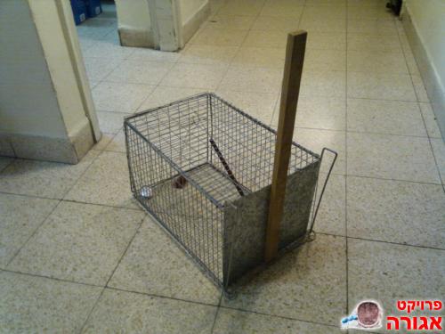 מלכודת עכברים