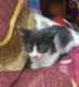 אמסור גור חתול לידיים טובות