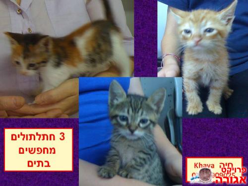 3 חתלתולים מקסימים מחפשים בתים