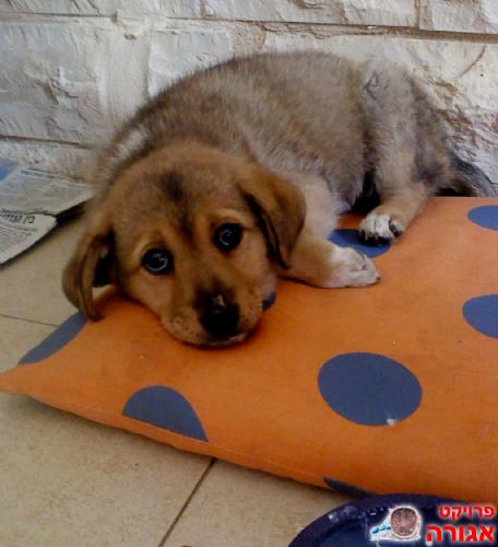 גורה בשם אנג'ל מחפשת משפחה PUPPY