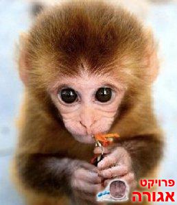 הובלת חפצים