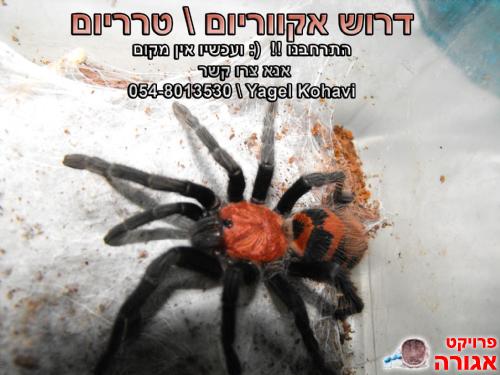 אקווריום