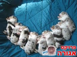 אנחנו רוצים לאמץ גור
