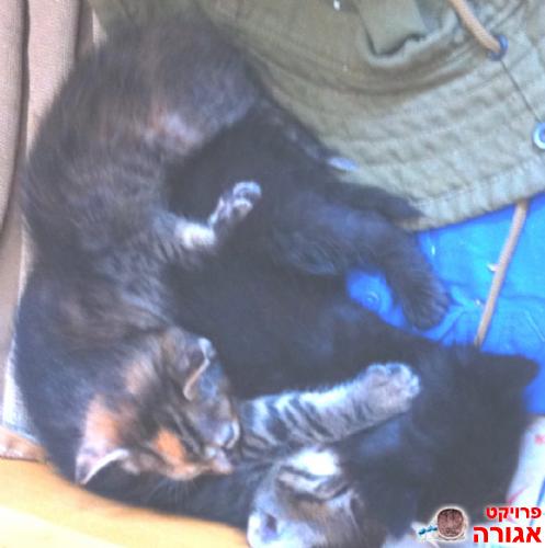 חתלתולים ואמהות