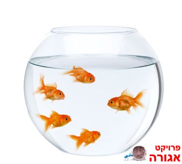 אקווריום