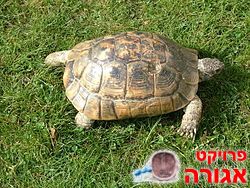 צב