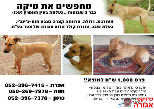 כלבה אבודה