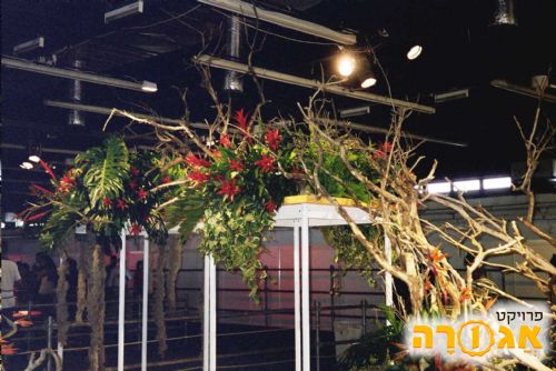 צילום פרחים מספר 49 מתערוכת פרחים
