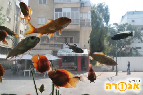 מחפש אקווריום גדול לילד