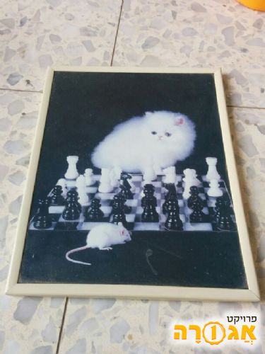 חתול משחק שח עם עכבר