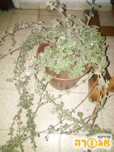 צמח פלקטרנטוס מדגסקרי (כיפת ברזל ליתושים)