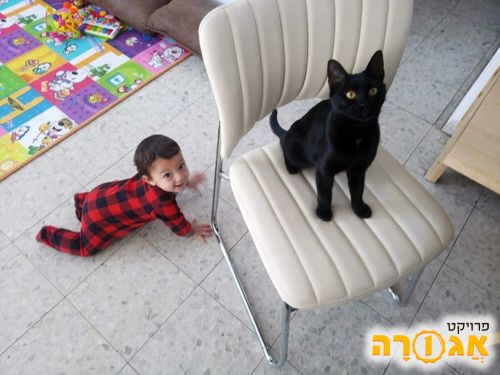 חתולה שחורה !