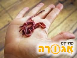 אני מחפש תולעים אדומות לקומפוסט