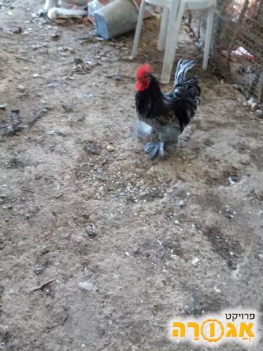 תרנגול עם נוצות ברגליים