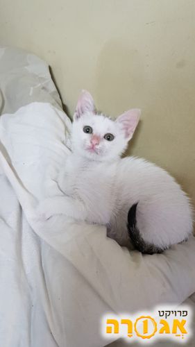 חתלתולה לבנה