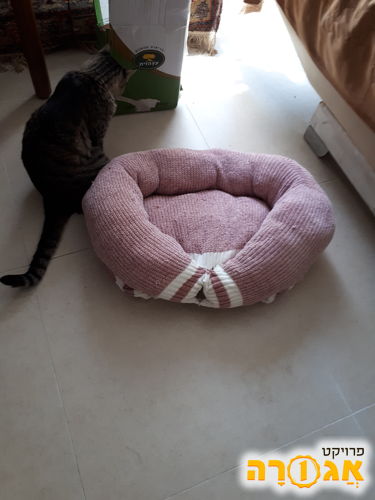מיטה של חתולה