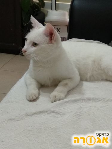 חתול לבן יפיפה