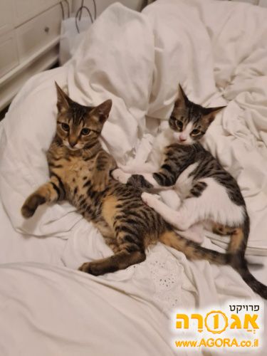 זוג חתולים גורים