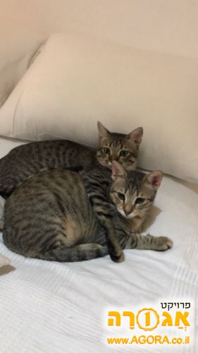 שני חתולים מחפשים בית חדש