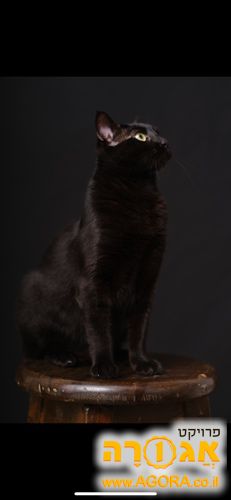 חתולה שחורה יפה ומיוחדת
