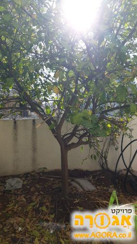 עץ לימון ועץ תפוז סיני
