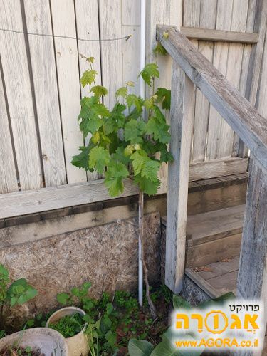 שיח גפן