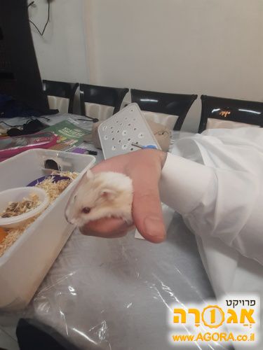 אוגר