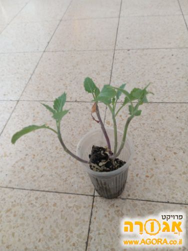 4 שתילי כרוב או קולורבי