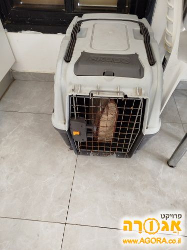 כלוב לכלב