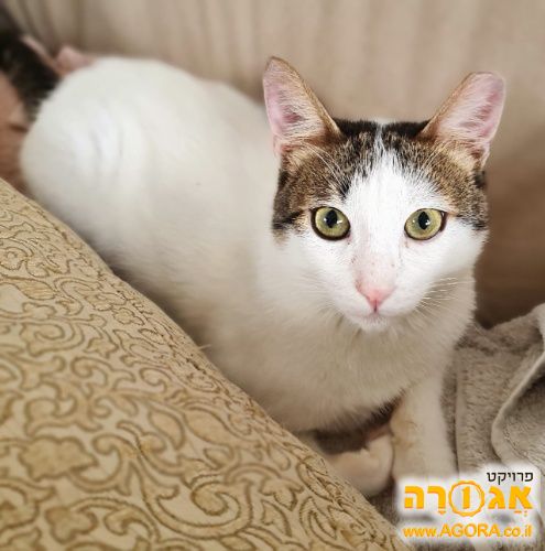 מוקי